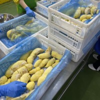 Heerlijke IQF diepvries hele Durian van Thaise boomgaarden, aan uw deur, merk Khey Taladthai, 14,2 kg. Geniet van de zoetheid van dit unieke fruit.