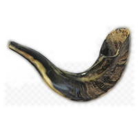 Shofar en corne de mouton / Kudu / Corne de bélier / Shofar poli - Matériau organique de haute qualité au toucher réel, taille personnalisée, historique et culturel