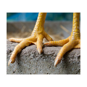 PIEDS/PATTES DE POULET CONGELÉS DE HAUTE QUALITÉ DISPONIBLES POUR L'APPROVISIONNEMENT-ORIGINE BRÉSILIENNE - Product Image 6