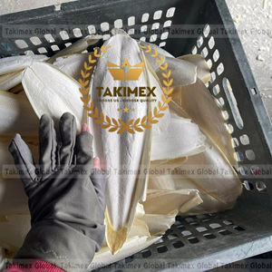 Hueso de Sepia Entero a Bajo Precio - Product Image 1