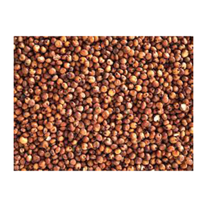 เมล็ดข้าวฟ่างแดงคุณภาพสูงขายส่ง ผู้ผลิตสูงใหม่ วัสดุที่ดีที่สุด ด้วยอัตราราราคาถูก - Product Image 1