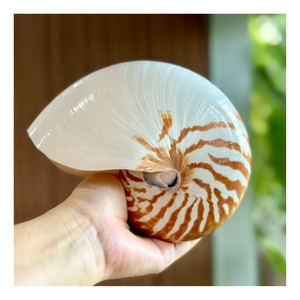 Nautilus naturel coquillage beau motif océanique parfait pour la décoration intérieure d'aquarium et les projets faits à la main - Product Image 1