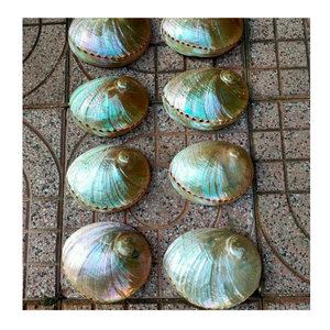 Conchas marinas finamente seleccionadas con detalles intrincados, perfectas para arte único con temática costera y artesanías hechas a mano - Product Image 1