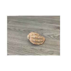 CONCHA DE MAR ANG GO PRECIO AL POR MAYOR-CONCHA DE MAR LIMPIADA Y PULIDA PARA DECORACIÓN DEL HOGAR ARTESANÍA DE CONCHA DE MAR PERSONALIZADA AUTÉNTICA MEJOR PRECIO - Product Image 3