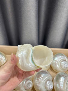 Premium Turbo Seashell Glass Cup Producto hecho a mano auténtico Diseño elegante Perfecto para la decoración del comedor - Product Image 6