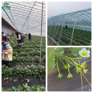 Kit de structures de <span class=keywords><strong>serre</strong></span> en acier galvanisé à ossature gothique en forme de <span class=keywords><strong>tunnel</strong></span> à vendre - Product Image 6