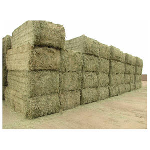 Heno de alfalfa de alta calidad para alimentación animal, heno de alfalfa/alfalfa a la venta a precio mayorista - Product Image 6