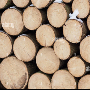 Arena para gatos de madera de pino sin polvo, viga de pino, madera con ranura y tablero absorbente de sonido para construcción - Product Image 6