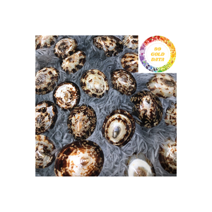 เปลือกหอยธรรมชาติที่ผ่านการทำความสะอาดและแปรรูปจากประเทศเวียดนามเพื่องานฝีมือในตู้ปลาและการตกแต่ง - Product Image 1