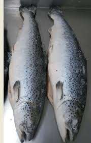 Saumon d'Atlantique frais de Norvège, qualité supérieure, filets de saumon d'Atlantique frais congelés, durée de conservation de 12 mois - Product Image 4