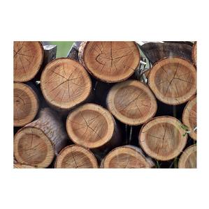 Troncos de madera de eucalipto en varias dimensiones al por mayor Producto de madera Premium - Product Image 6