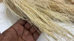 Natural Raw Abaca <b>Fiber</b> for Hand Weaving Rope Making & Eco Crafts Sustainable Manila Hemp <b>Fiber</b> for Textile & Craft Use - Product Image 4