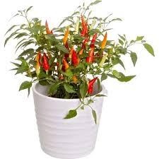 Semi di 1000 Mini pepe ornamentale piccante Burbiye colore misto pepe semi in vaso balcone in vaso di terra - Product Image 2