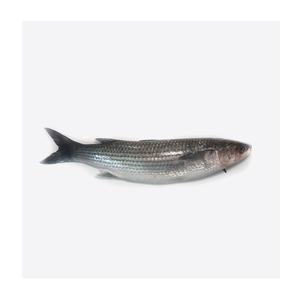 Pescado Mullet Gris Congelado 1000-2000g Eviscerado - Product Image 3
