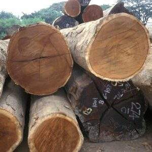 Premium Okoume <b>Logs</b> (Aucoumea klaineana) Okoume Timber <b>Logs</b> Okoume <b>Logs</b> for Sale - Product Image 3