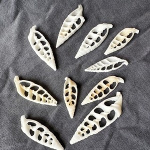 Carcasa Strombus de corte de lujo, excelente material para decoraciones interiores creativas y artesanías - Product Image 2