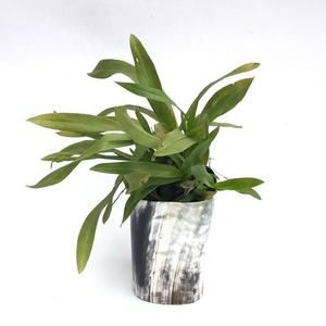 Top Quality Salt <b>Lamp</b> Buffalo Horn Flower Vase Living Room Flower Arrangement TV Cabinet Table Home Decor Horn Flower Vase - Product Image 2