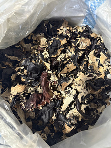 Champignons noirs séchés, oreilles de bois, soigneusement sélectionnés pour la cuisine asiatique, service de restauration et exportation en gros - Product Image 3