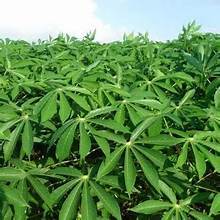 IMPULSO DE NUTRICIÓN EN BASE VEGETAL VERDE NATURAL DE HOJAS DE YUCA CONGELADAS PREMIUM - Product Image 4