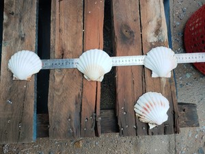 Conchas marinas y conchas de Caracol de calidad al por mayor a precios baratos - Product Image 6