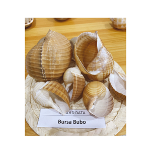 Exportación de conchas marinas mixtas Venta caliente Triton Conch Shell Trompeta Triton Shell Decoración Seashell - Product Image 2