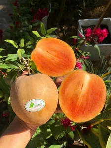 ผลไม้ซาโปนิล่าสดจากเวียดนามนิ่มและหวานมากผลไม้พรีเมี่ยมขายดี - Product Image 2