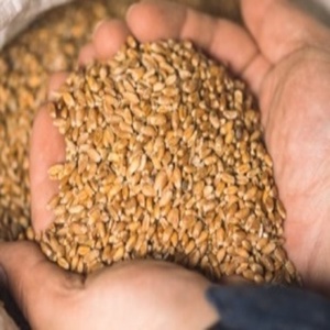 Grains de blé 100% purs, graines de blé commun pour la transformation alimentaire et l'alimentation animale, à vendre - Product Image 3
