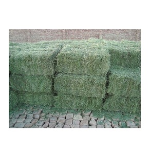 Heno de alfalfa natural a la venta a bajo precio, pedidos al por mayor, bienvenidos para ganado, ovejas, caballos, alimentación y nutrición animal lechera - Product Image 1