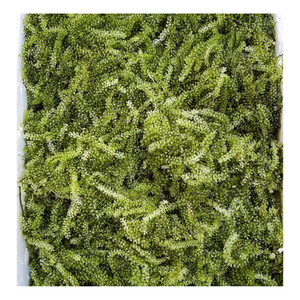 Raisin de mer séché salé d'origine vietnamienne de 100% raisin de mer naturel, Caulerpa Lentillifera séché de haute qualité - Product Image 1