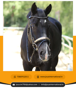 Brides de dressage la bride en cristal de roche Bride de cheval de haute qualité Fournisseur et exportateur intelligent - Product Image 4