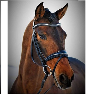 Bride de cheval avec bande de front de mode Bride de haute qualité avec bande de front exclusive NEW Horse Black fantaisie Leather Bridle - Product Image 2