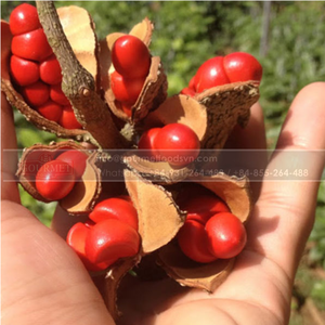 เมล็ดโดอิที่มีกลิ่นหอมมากถูกเก็บเกี่ยวโดยชาวพื้นเมืองจากเมล็ดที่สุกตามธรรมชาติบนต้น - Product Image 4