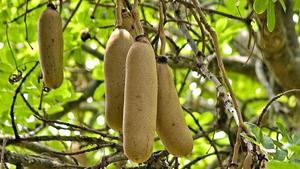 Kigelia Africana - Product Image 3