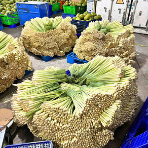 Lemongrass orgánico congelado IQF Mejor precio para ventas al por mayor Alta CALIDAD DE Vietnam Lemongrass congelado a precios competitivos - Product Image 2