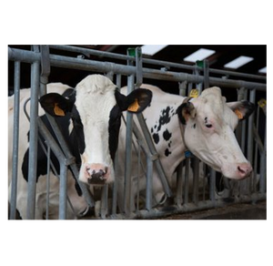 Live <b>Cows</b> For Meat Processing Finished Beef Cattle Ready For Slaughter 500-700kg Live Weight Premium Quality Wholesale - Product Image 1