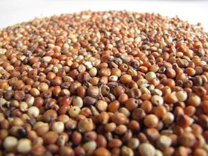 Sorgo Seco de Grano Entero, Color Moteado, Limpio y Clasificado, Cereal Grueso Sin Gluten, Grado Alimenticio, Suministro a Granel en Venta - Product Image 6
