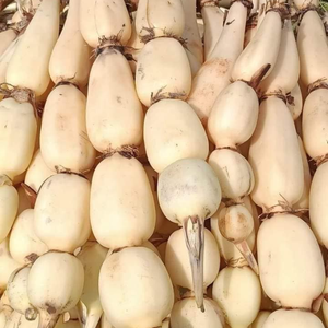 Raíces de Loto Frescas de Vietnam Directamente de la Granja, Vegetales Naturales Limpios para la Industria Alimentaria - Product Image 1