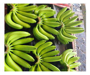 Plátano fresco de Vietnam, plátano fresco para la exportación, fruta tropical Cavendish superior, cantidad a granel, las mejores ofertas, envío rápido disponible ahora - Product Image 1