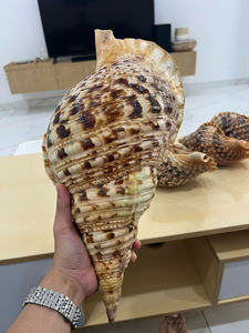 Authentic Vietnam conch shell trumpet seashell for cultural events featuring powerful sound and polished pearl finish - Product Image 3