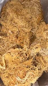 MARISCOS SECOS NATURALES-MUSGO DEL MAR DE ORO EXPORTACIÓN DE 99 DATOS DE ORO - Product Image 5