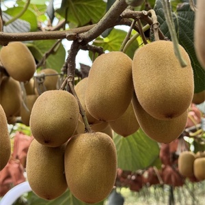 Fournisseur de pollen masculin de <span class=keywords><strong>kiwi</strong></span> de haute qualité en vrac - Essentiel pour la pollination artificielle des vergers et un rendement exceptionnel - Product Image 4