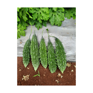 Semillas de Melón Amargo Híbrido Syngenta Vallav (250 Semillas) para Invernaderos Agrícolas - Product Image 3