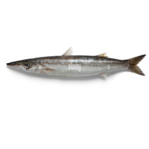 Acheter du poisson barracuda en gros - Product Image 4