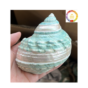 Coque Turbo verte de haute qualité fabriquée à la main et polie parfaite pour les projets d'artisanat de décoration côtière et les commandes en gros - Product Image 4