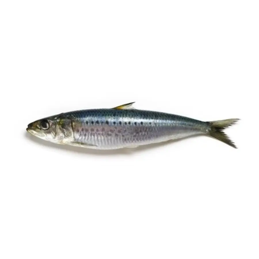 Sardina enlatada fresca, pescado en aceite vegetal, sardina marroquí, precio barato