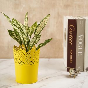 Maceta de flores de Metal con revestimiento de polvo verde para decoración interior y exterior, maceta multiusos, cubos de flores hechos a mano - Product Image 3