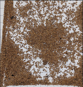 <b>Raspberry</b> <b>Seeds</b> Dried Food Grade | HACCP Certified | Food Grade B2B Wholesale - Product Image 1