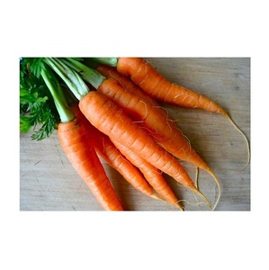 Zanahorias Frescas Orgánicas de Gran Tamaño, Proveedor de Nueva Cosecha de Portugal - Product Image 4