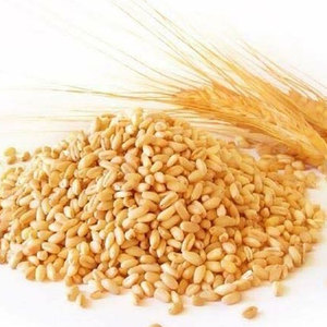 Thức ăn lúa mì Nam Phi bán buôn hữu cơ tự nhiên đầu tiên lớp thức ăn chăn nuôi lúa mì 50 kg túi bao bì Hạt Giống Lúa mì Ngũ Cốc Hạt - Product Image 2