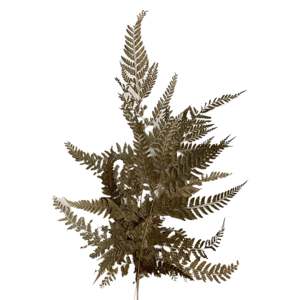 Flores Secas Pakis - Product Image 1